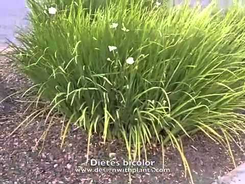 Vídeo: Dietes De 3 Estrelles Que Fracassen