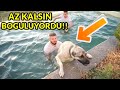 KÖPEKLERİME HAVUZDA YÜZME ÖĞRETTİM! ( Akbaş , Kangal ve Rottweiler )