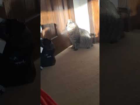 My CAT Attacking a Hand Shadow Monster!