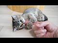 Cute little kitten that’s so sleepy it keeps lying down over and over again…