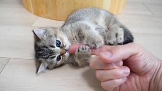 Cute little kitten that’s so sleepy it keeps lying down over and over again…