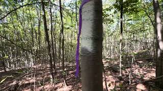 For Sale - Sugar Bush Trail, Potter County Pa. Part 3