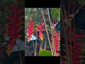 Beautiful flowers ||Top flowers video #trend #flowers #nature #reel #shorts #shortsfeed #trending