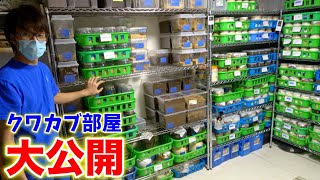 【飼育数2000匹以上】クワカブの部屋のクワガタ部屋を余すとこなく紹介