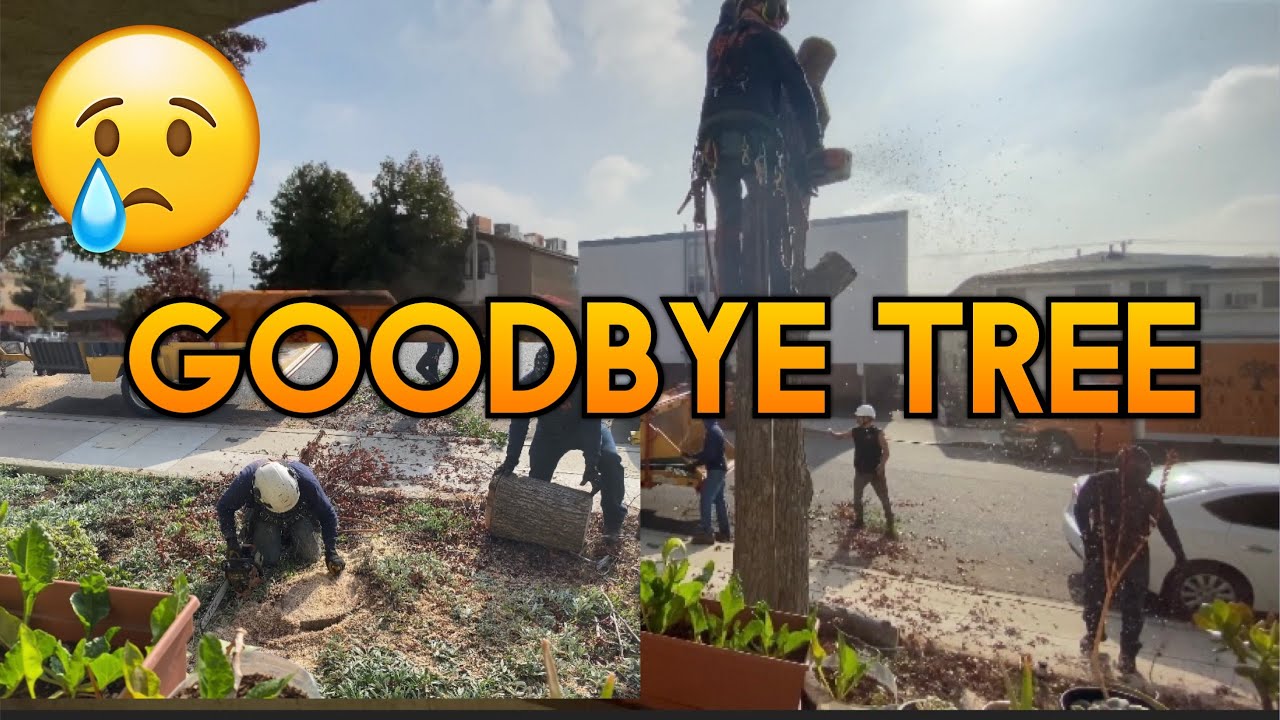 The Last GoodBye Tree In Front Of Our Apartment + No More Shade Feel So ...