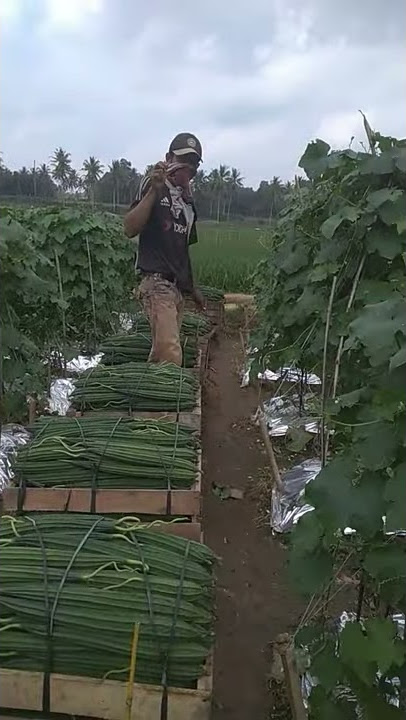Baru petik 8 kali udah dapat 3 ton...gambas gacor