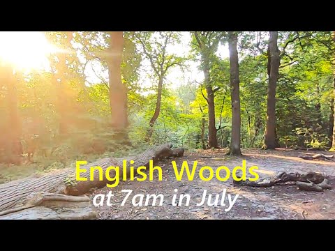 English Forest Walk - Virtual Scenery For Treadmill Workout - Walking Through The Woods