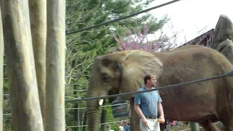 Louisville Zoo- Elephants!