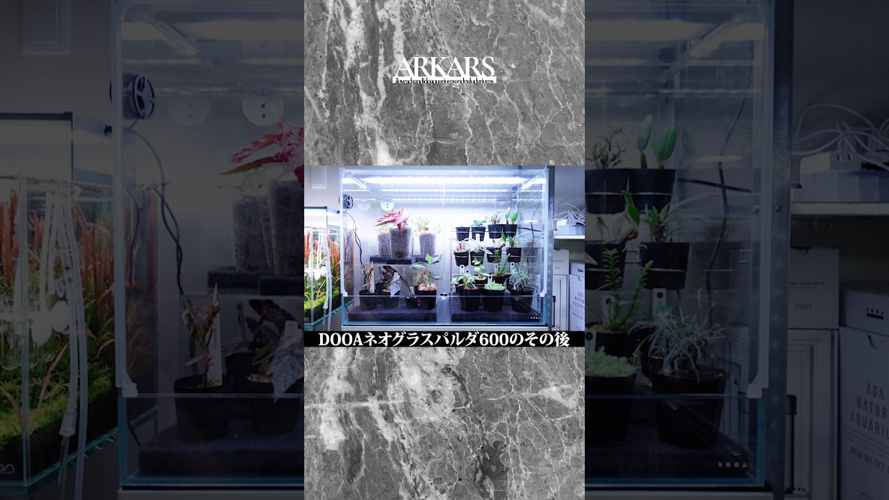 ARKARS-SHORT】DOOAネオグラスパルダ600のその後 - YouTube