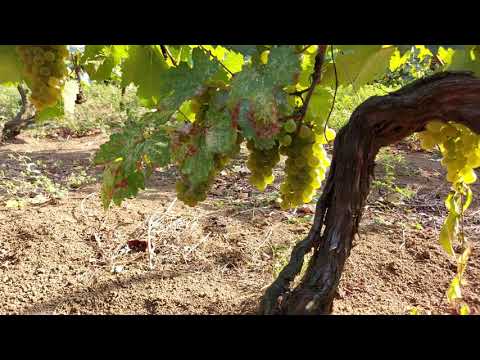 ქართული ვაზი