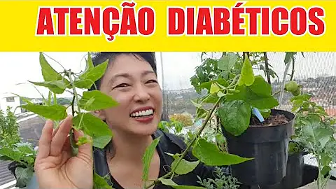 Como é o pé da planta de insulina?