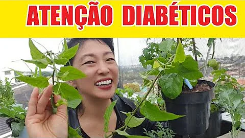 Como cultivar a planta insulina?