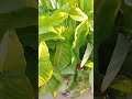 बोरी में लगाए पौधे की देखें ग्रोथ😇आप भी जरूर लगाए☺#gardentips#youtube#shortvideo#allaboutgardening११