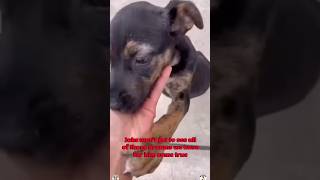 Jake has rescue! Only needs funds Link is in bio or email volunteers.ccac@gmail.com