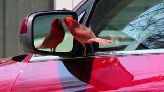 Cardinal Is Obsessed with His Reflection in My Car Mirror