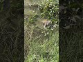 #babymonkey #Animal #cuteanimal #babygibbon #apes #babyapes