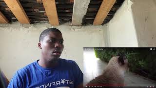 20 year old cat meowing