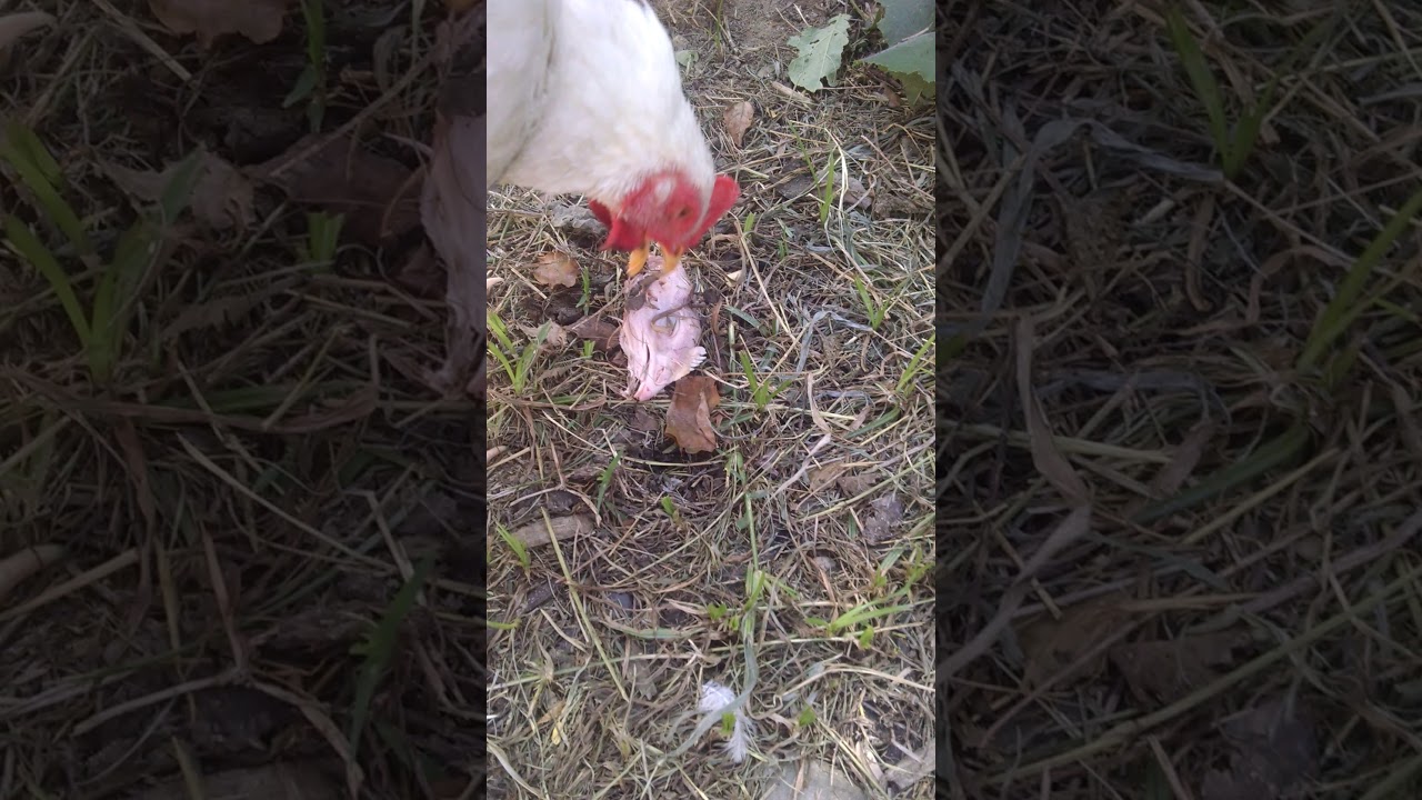 Gallinas caníbales camera iphone 8 plus apk