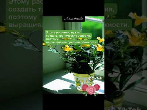 Video: Allamanda taimehooldus – kuidas kasvatada kuldtrompeti toataimi