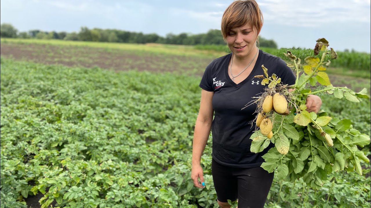 Скільки потрібно викопати кущів картоплі щоб наповнити відро