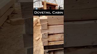 New Cabin Line!! Dovetail Log Cabin Progress