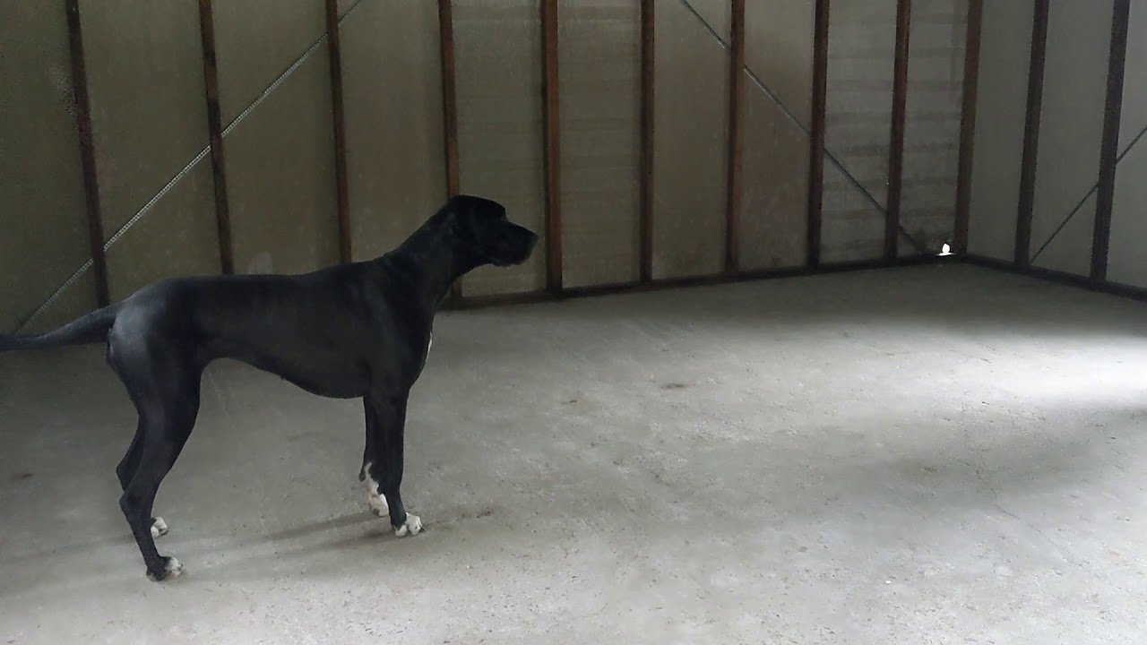 Can your dog heel like this Great Dane? Joyfully heel backwards with no equipment and flip finish?