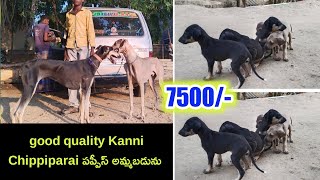 top quality Chippiparai puppies for sale in telugu/ 90590 80363 /aj pets