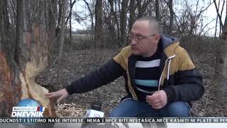 Dabrovi u Mačvanskom Pričinoviću - tv Pink