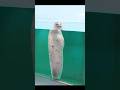 Why Seals Are Nature’s Best Comedians|Funny