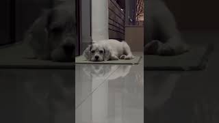 3rd video of the day!