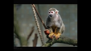 ❌❌❌  Обезьяны  Берлинского зоопарка, Zoo Berlin | visitBerlin.de