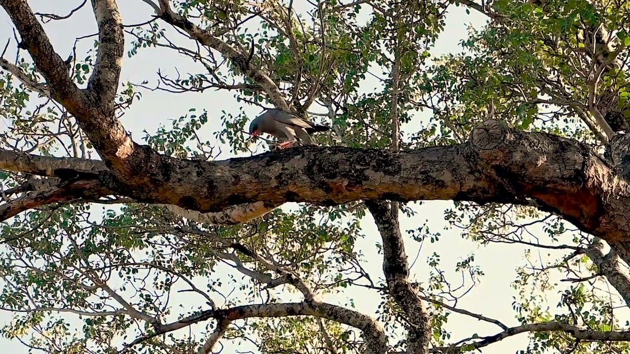 Dark Chanting Goshawk preying on a Lizard