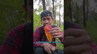 Background alam Background alam