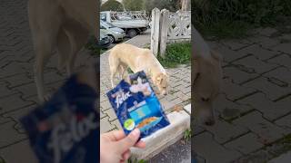 Köpekler Kedinin Mamasına Saldırdı Şfet