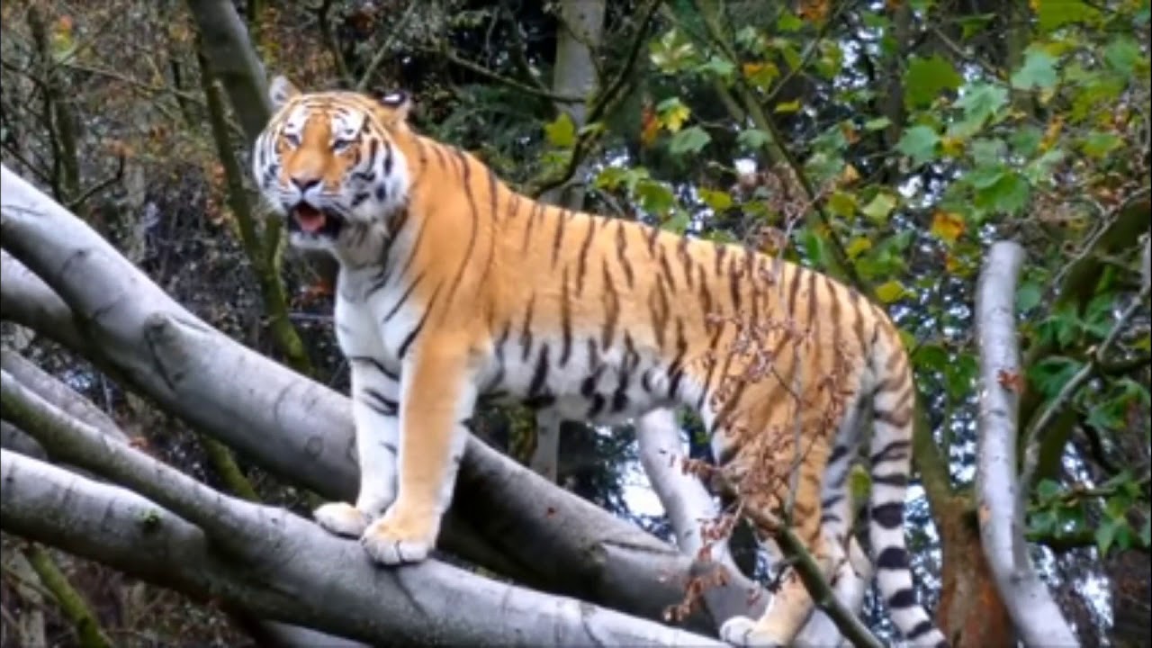 Animals that could defeat a Tiger - YouTube