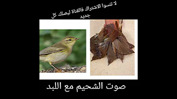 صوت الشحيم مع اللبد طائر العندليب طائر الحسنية صوت الفسيسي الغدار مع صوت الزرادي صوت اللبودي 