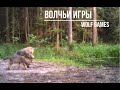 Волчьи игры/ Wolf games/ Wildlife in the Bialowieza forest