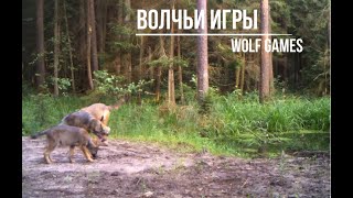 Wolf games #wildwolf in the Bialowieza forest