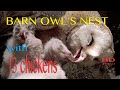 SPY CAM: BARN OWL´S NEST with 13 chickens