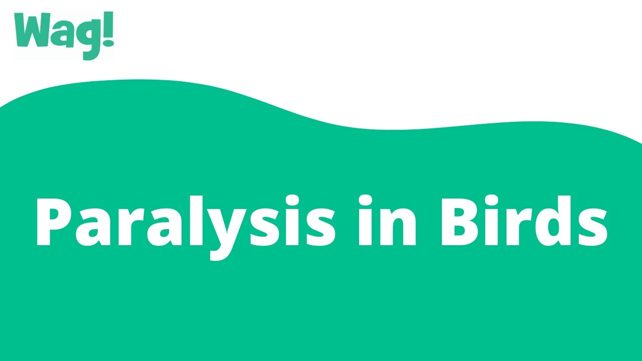 Paralysis in Birds Wag! YouTube