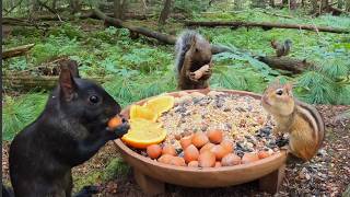 Full Cat & Dog TV: 2 Hours of Forest Squirrels and Chipmunks Enjoying Dish of Snacks (4K) Update