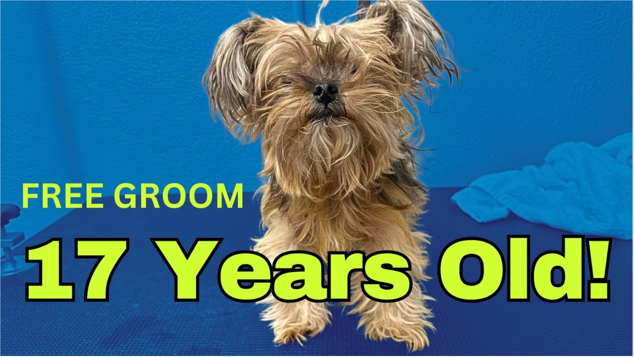 17 Year Old Dog Gets A MUCH Needed Makeover