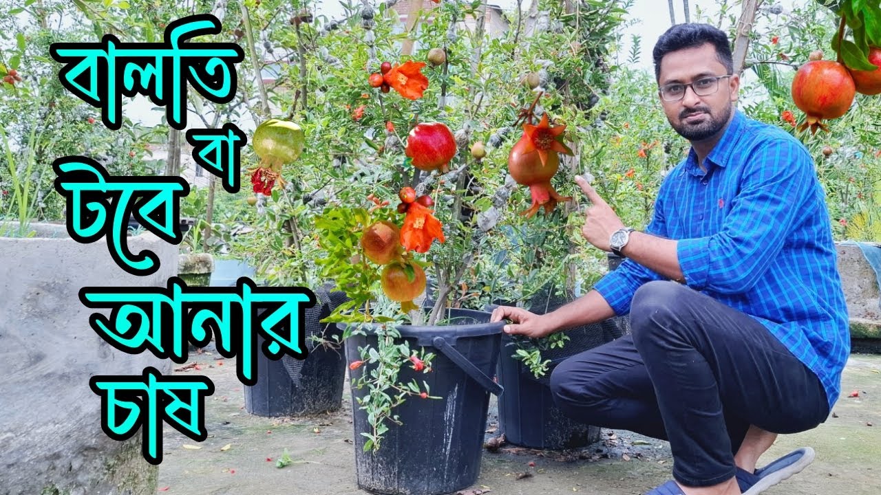 বালতি বা টবে আনার চায় পদ্ধতি । ছাদে আনার চাষ করার উপায়। Pomegranate cultivation in bucket 