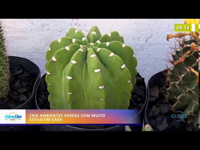 BOM DIA NEWS- TV O DIA (REDE TV)