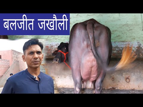 थानेदार डेयरी फार्म पर आज 5 भैसें दूध तैयार की बिक्री के लिए उपलब्ध, बलजीत जखौली, जींद शहर 
