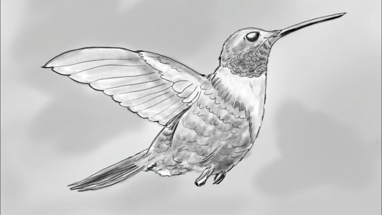 Cómo dibujar un colibrí, a lápiz. - YouTube