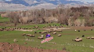 Emer Silopi Kürtçe Uzunhava