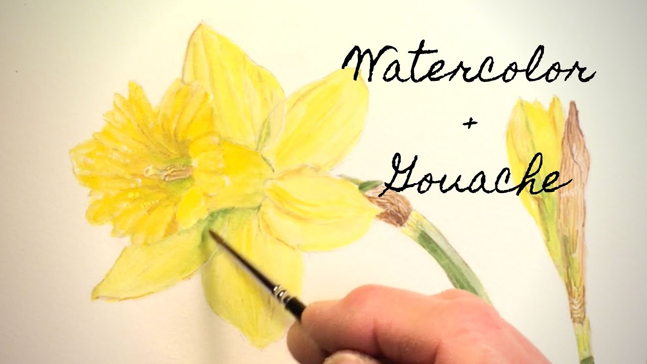 How to paint a daffodil ( or yellows are very tricky) – watercolours by  rachel