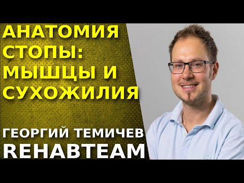 Анатомия стопы. Мышцы и сухожилия.