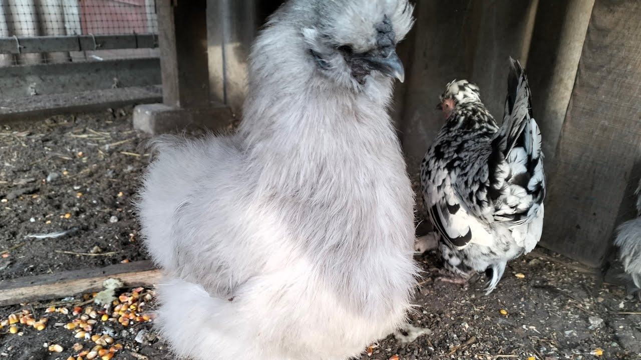 Зима випробовує моїх курочок